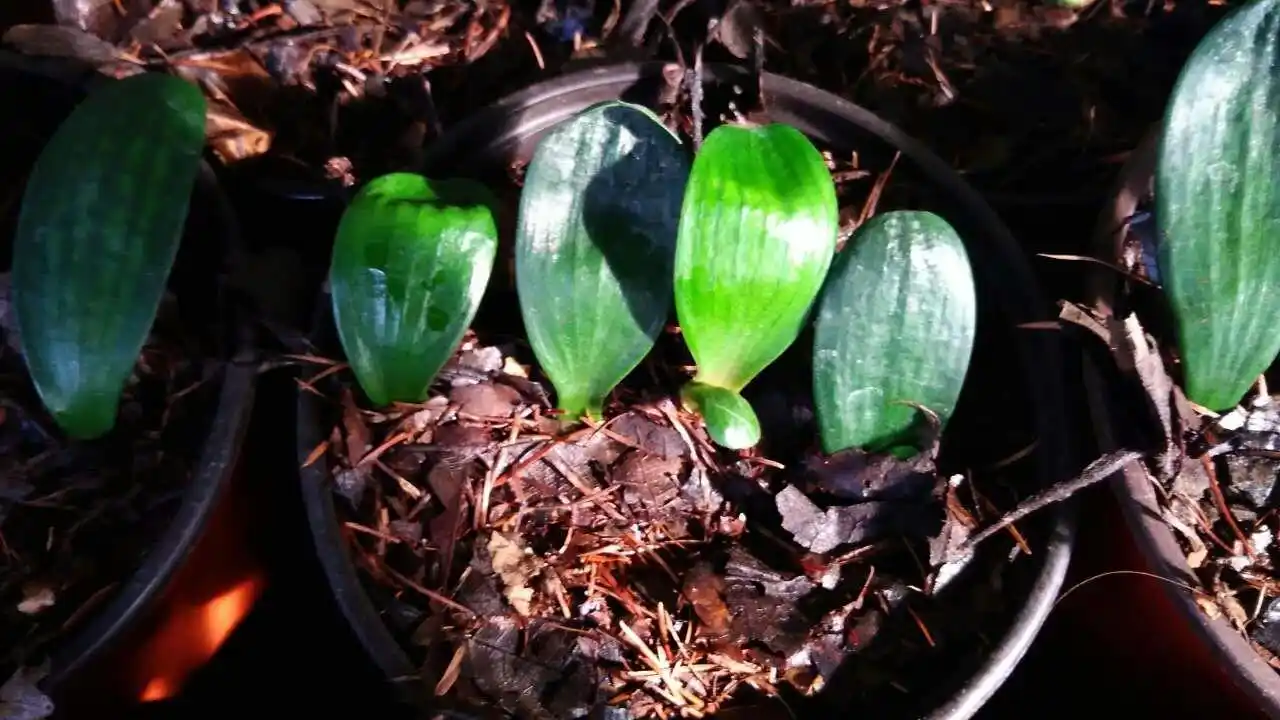 君子兰的一叶苗,在栽培的过程中,需要注意这几点,否则难长大