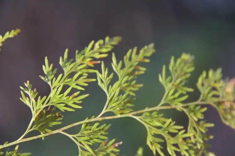 庆元植物647中国蕨科金粉蕨属野雉尾金粉蕨