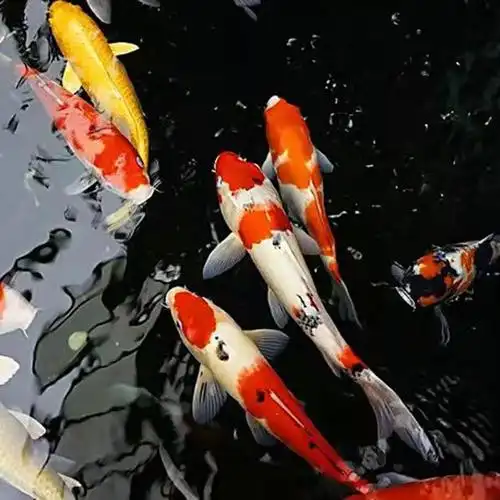 包活锦鲤观赏红草金冷水淡水鱼儿小型锦鲤龙凤招财镇宅发家风水鱼