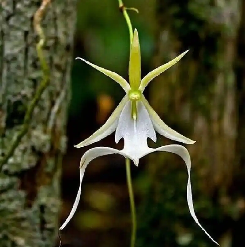 每日分享|附在树枝上飘荡的"幽灵兰" 像不像植物万圣节?#神奇的植物