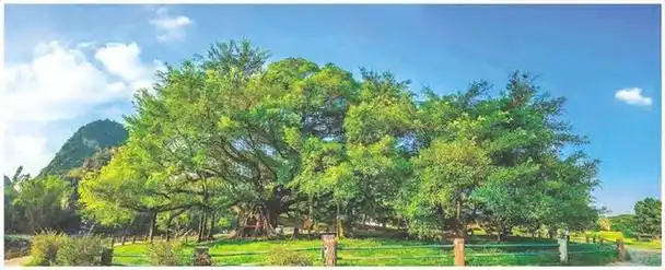 阳朔县大榕树景区已有1506年树龄的大榕树. 李腾钊 摄