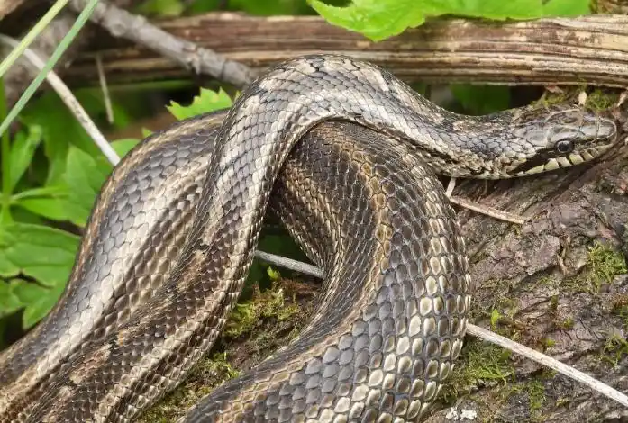 它是我国北方分布广泛的无毒蛇,主要分布于北京,黑龙江,吉林,辽宁