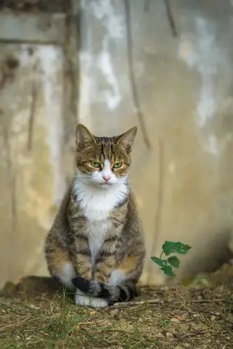 狸猫 2分钟前 ·阅读4 singeryang 关注 可爱又带有忧郁气质的狸猫 点