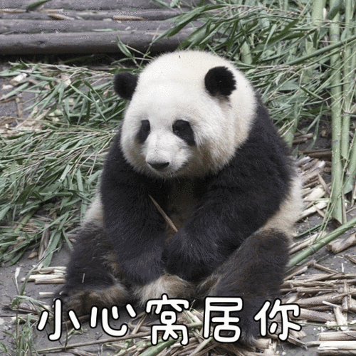 (霸王花怼人表情包第一期上线)#熊猫为什么都喜欢抱大腿##四川拍到