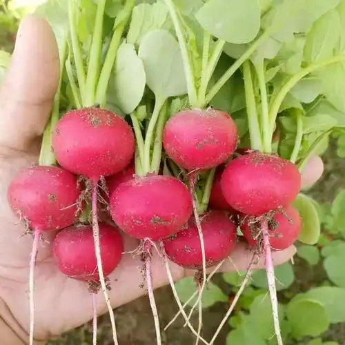 扬花萝卜种子樱桃罗卜种籽小红圆洋花杨春天蔬菜种子