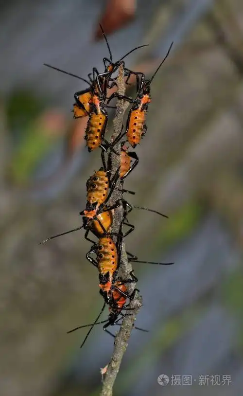 一群马利筋刺客虫若虫聚集在一根棍子的末端