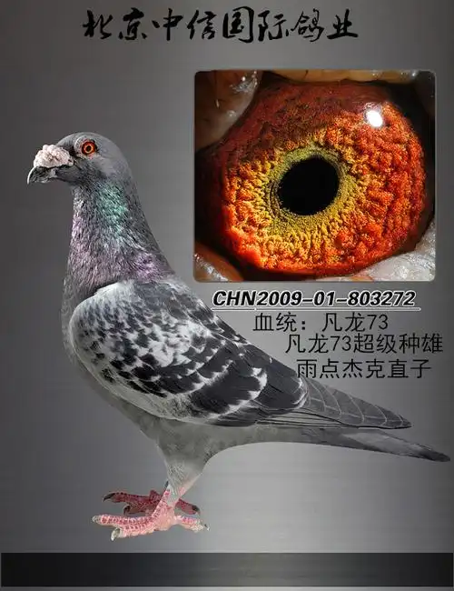 凡龙超级73_北京中信国际鸽业_ ag188.com爱鸽商城_中国信鸽信息网