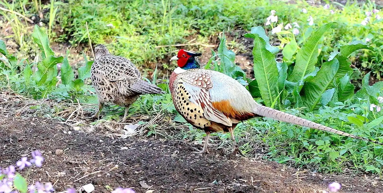 地河边草地树为雉鸡翎伟羽毛鲜艳美生雄性身材雄丽尾巴长长称野鸡生活