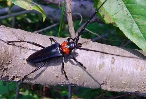 展开全部 红颈天牛    无毒  危害树木 向左转  向右转