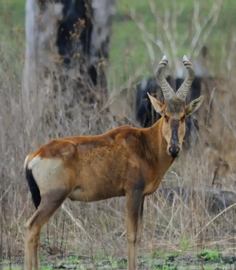 酷似麒麟的瑞兽中华鬣羚现身  6月8日,云南保山龙陵小黑山省级自然