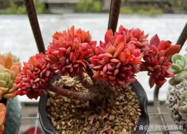 多肉除了绮罗,我还服醉美人,因为缀化对它们来讲就像闹着玩一样