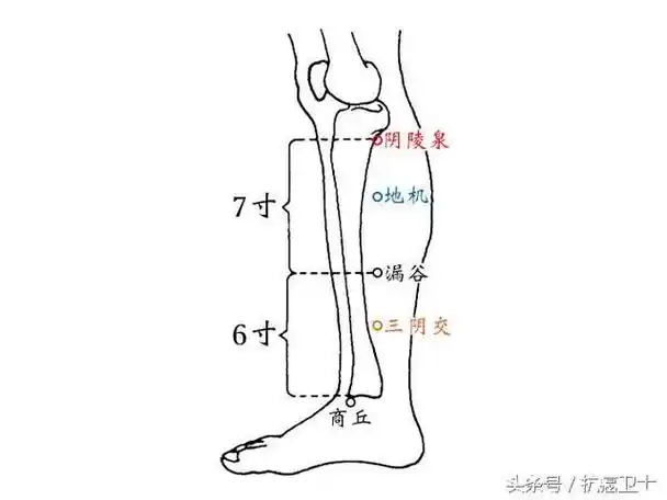 脾经天地人三皇穴去水肿,小便多,尿失禁(阴陵,地机,三阴交)