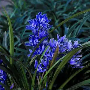 huayang6066淘宝黄金小神童兰花苗大花蕙兰室内花卉