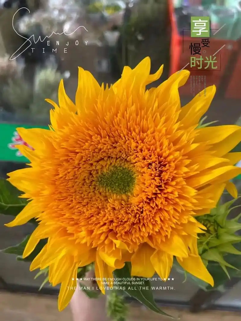 泰迪向日葵.#图文热搜词创作任务 泰迪向日葵的花语和寓意有多 - 抖音