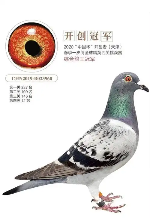 2020年天津开创者综合鸽王冠军