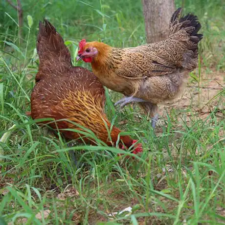 爱逛街为您找到正宗土鸡相关的宝贝,您可以在下面的板块中挑选喜欢的