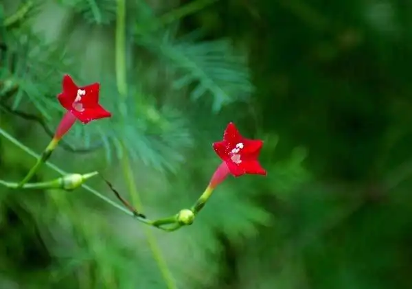 也走了,寒意一天天逼近,悬铃木落叶满地,苦楝树上吊起枯黄的果实串串