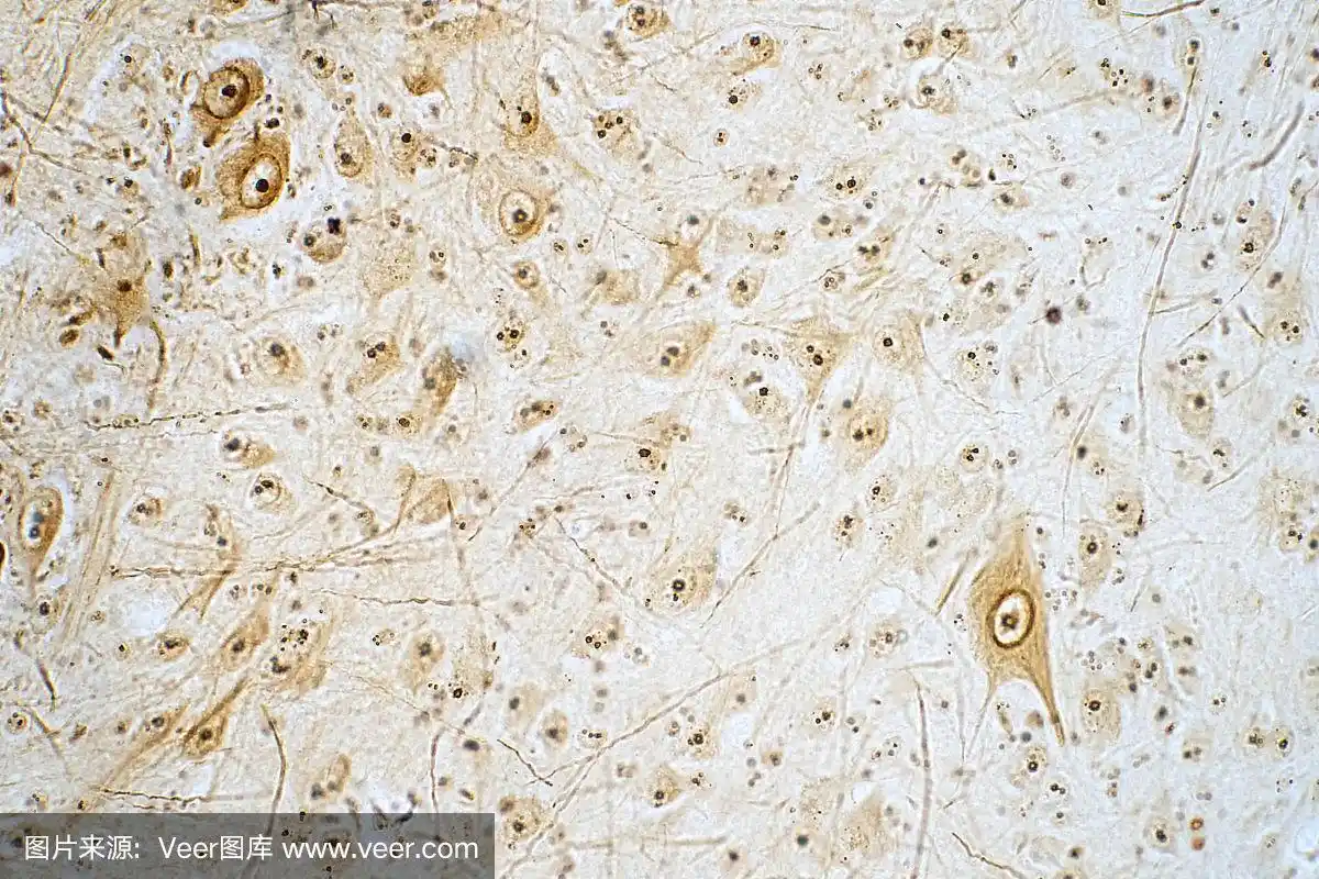 显微镜下观察脊髓横切面.人类生理学的组织学.