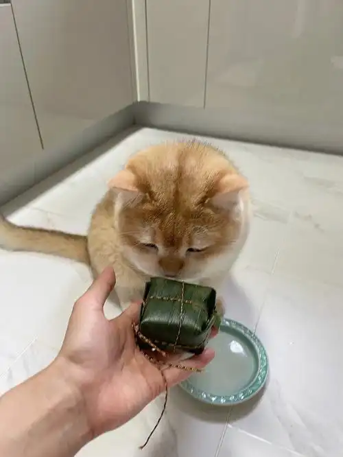 端午猫咪专属粽子必须安排