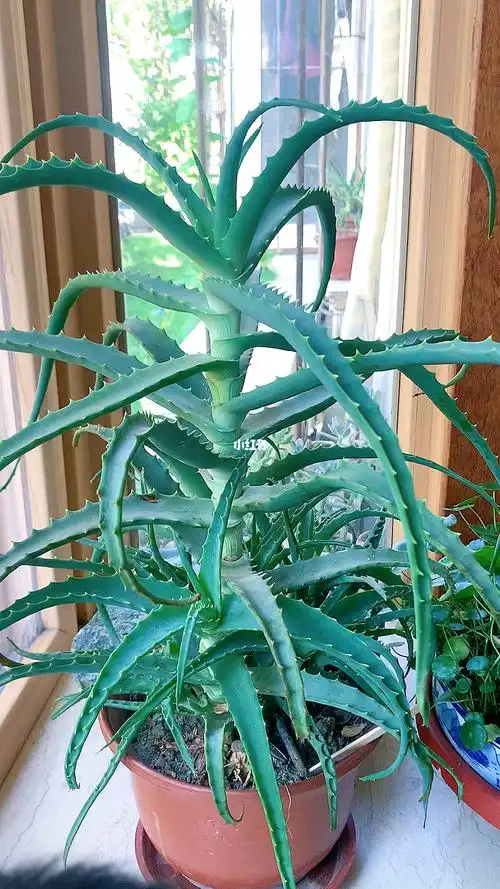 最漂亮的盆栽木立芦荟龙爪菊