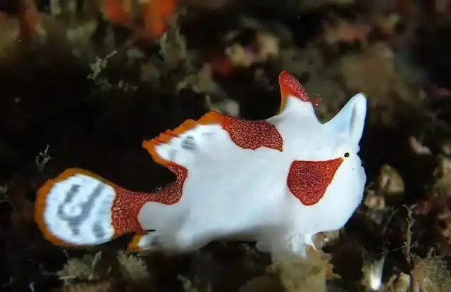 躄鱼会走路会钓鱼就问你服不服