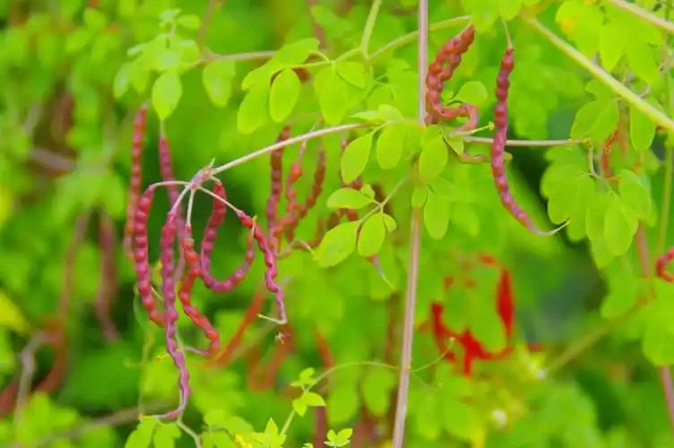 山野寻奇——扭果紫金龙