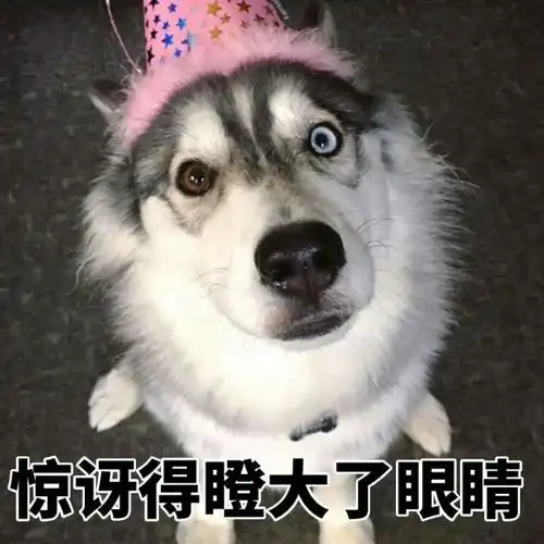 哈士奇表情包合集史上最全版