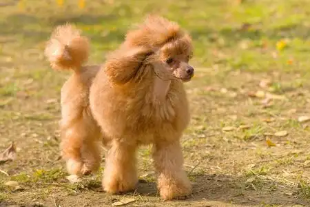 狗的狮子狗特写照片