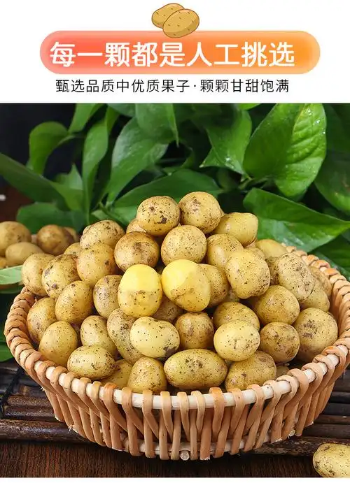 迷你恩施小土豆高山新鲜农家自种马铃薯马尔科老品种黄皮黄心洋芋2500