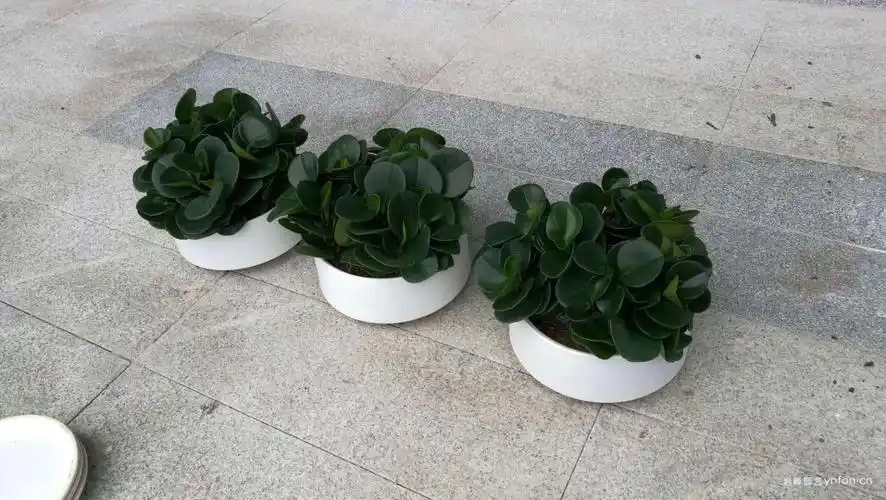 碧玉组合-老总办公室圆叶组合盆栽