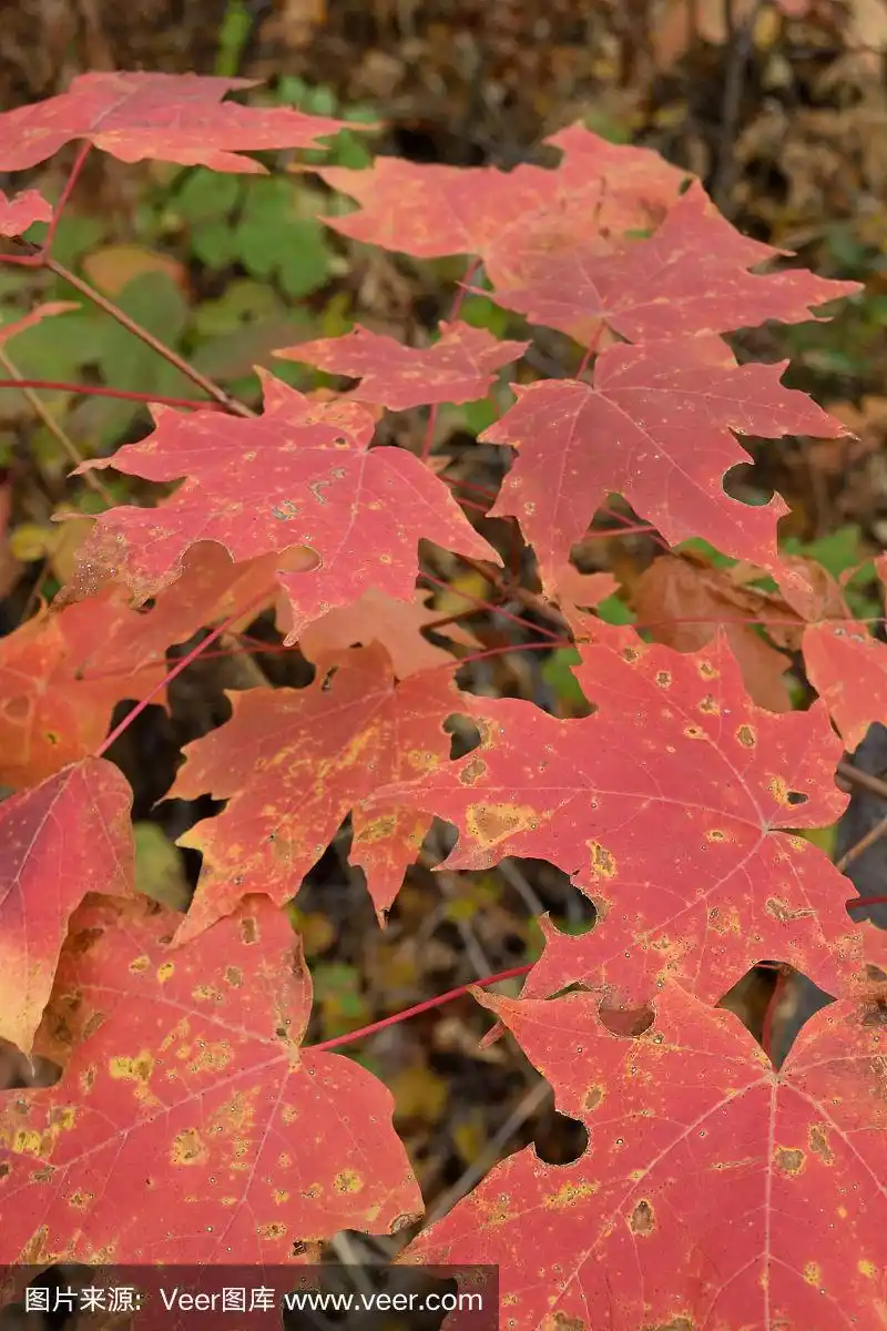 糖枫(糖槭)的叶子显示秋天的颜色