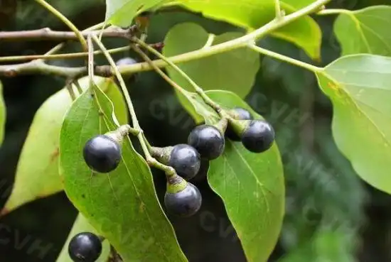 樟脑外用功效与作用-我的快乐小窝