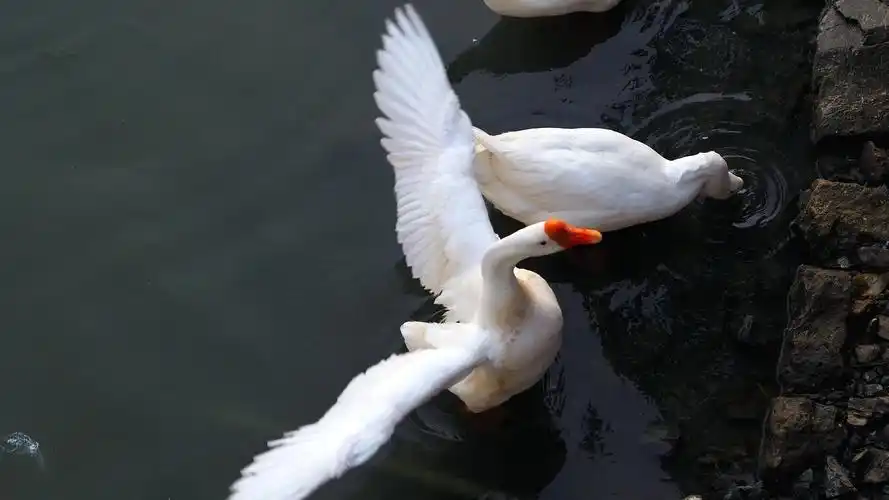 图2 展翅的白鹅.jpg