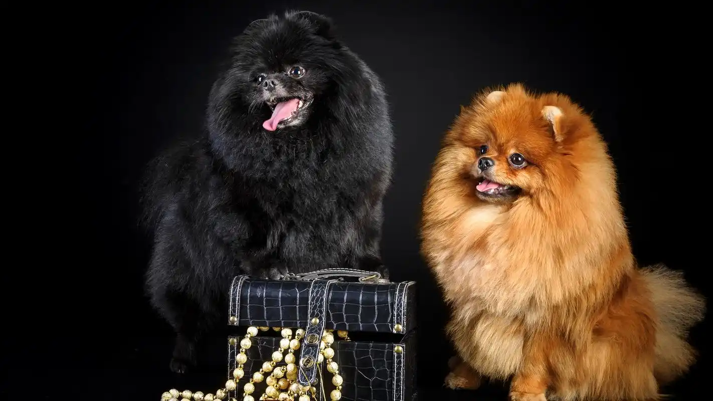 图片电脑桌面壁纸第二辑高清大图预览1920x1080_动物壁纸下载_美桌网