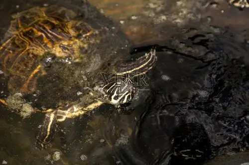 黄色鼓起的乌龟trachemys scripta scripta