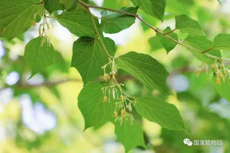 初夏正当好 花开满枝头——八角枫