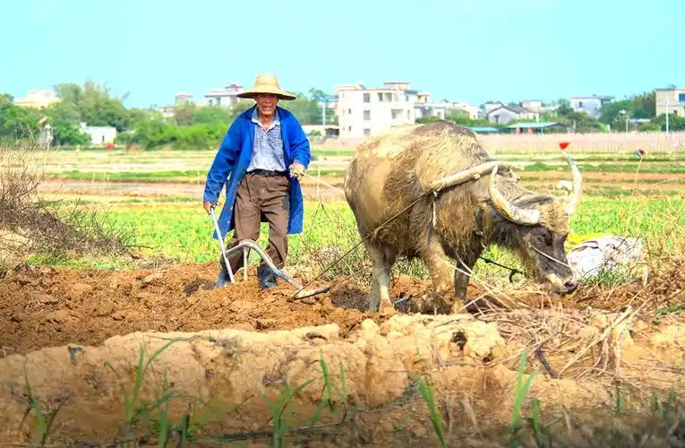 广西合浦:农民春种春收农事忙