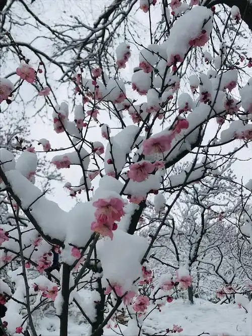 金陵梅花雪