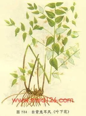 白背兔耳风(叶下花)