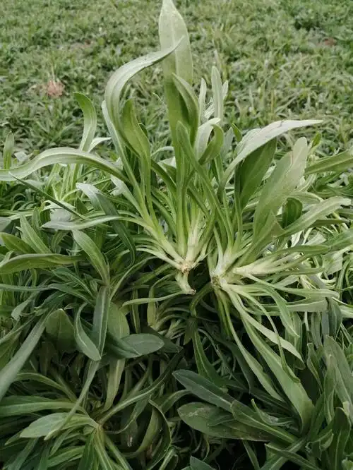 面条菜新鲜野菜当季蔬菜羊蹄棵柳叶菜蒸菜食材农家露天种植3斤5斤500g