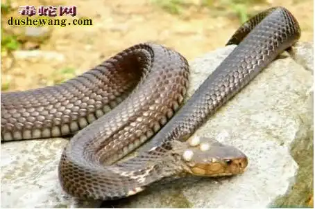蛇冠子图片头上长冠子的蛇图片