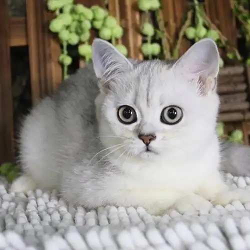 超可爱英短银渐层活体幼猫
