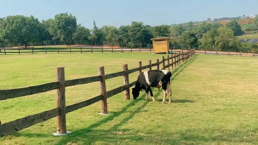 九峰牧场圆了一个小小田园牧歌梦