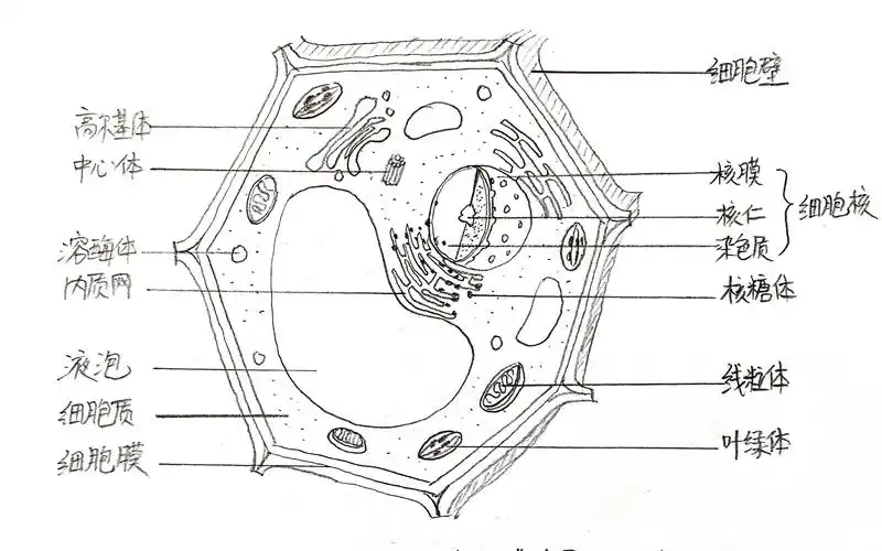 2如何画植物细胞