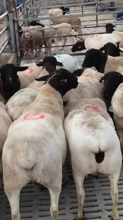 黑头杜泊绵羊,纯种杜泊绵羊种公羊,一天喂多少草料