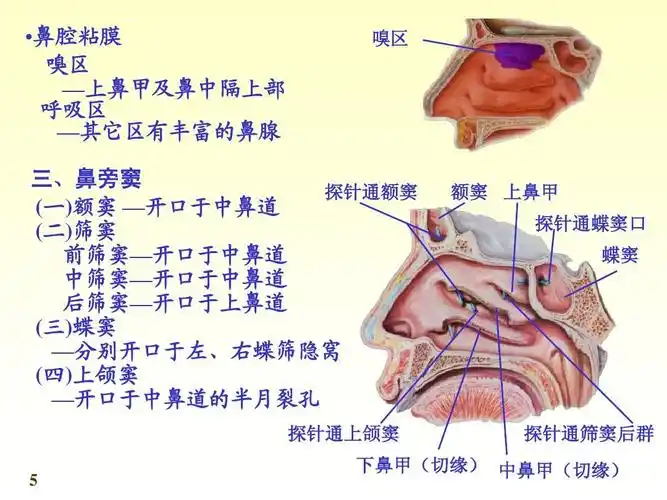 鼻腔粘膜 嗅区 —上鼻甲及鼻中隔上部 呼吸区 —其它区有丰富的鼻腺