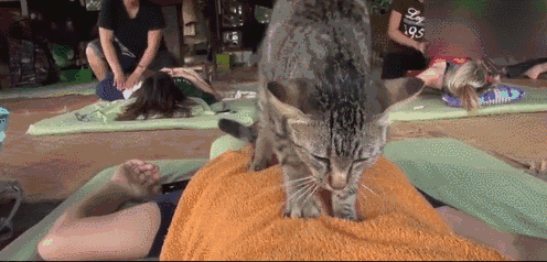 流浪猫给游客按摩赚小鱼干,知道游客想赖账后猫咪竟然.