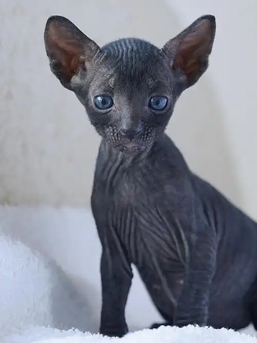 柯尼斯卷毛猫妹妹一个月龄