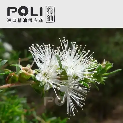 澳大利亚进口昆士亚精油坤希精油原料批发颇黎单方精油原料oem