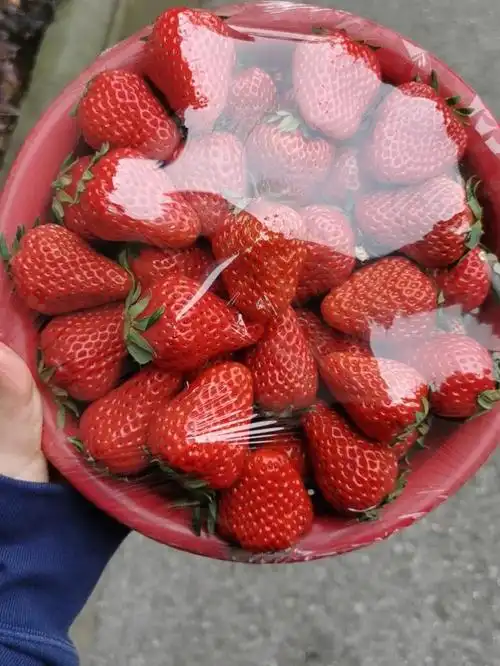 一起来吃草莓呀